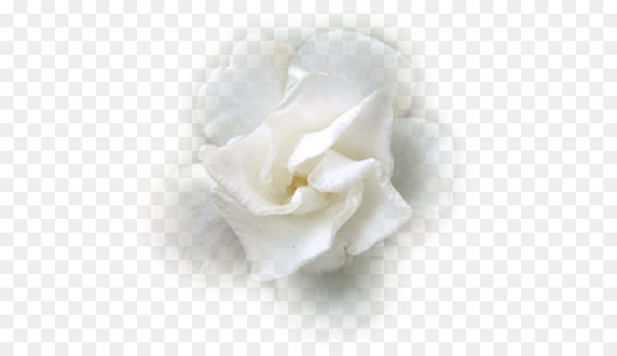 Flor，De PNG