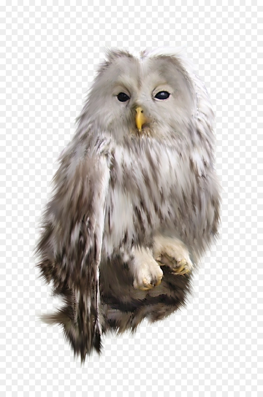 Pájaro，Búho PNG