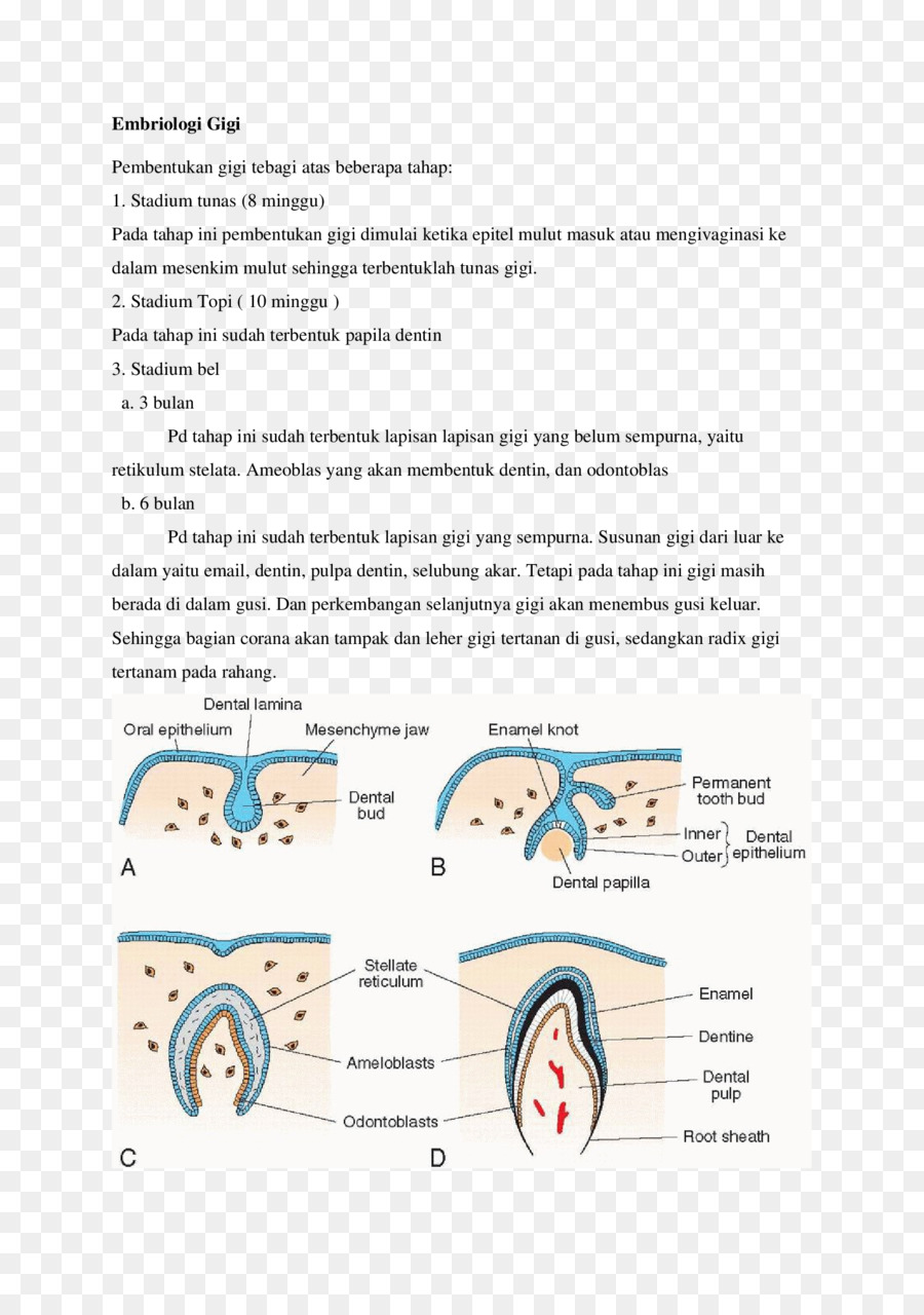 El Desarrollo Humano，Diente Humano PNG