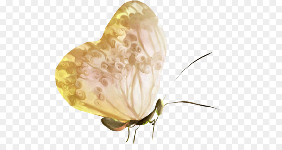 Mariposa，La Polilla PNG