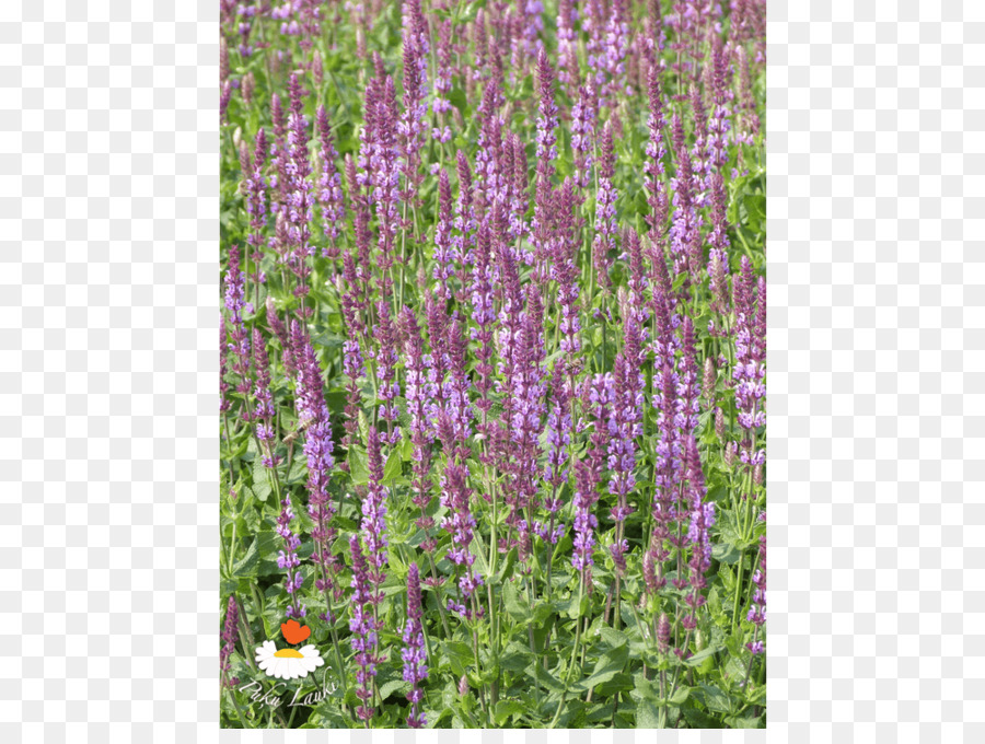 Lavanda Inglesa，Hisopo PNG