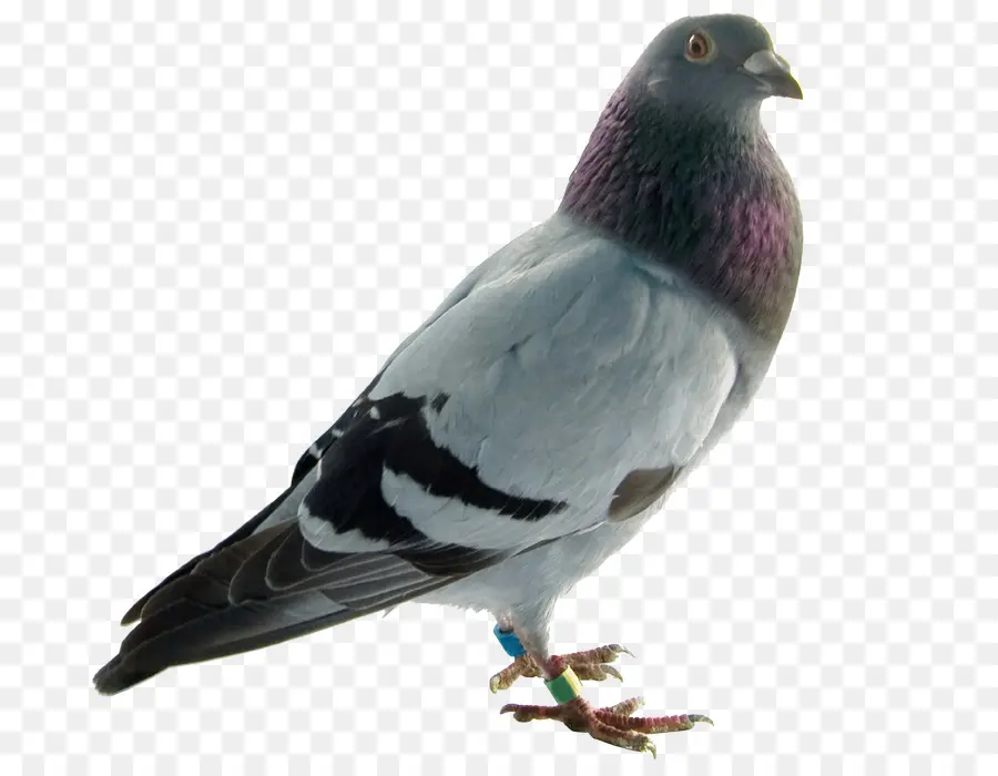 Rock Dove，Columbidae PNG