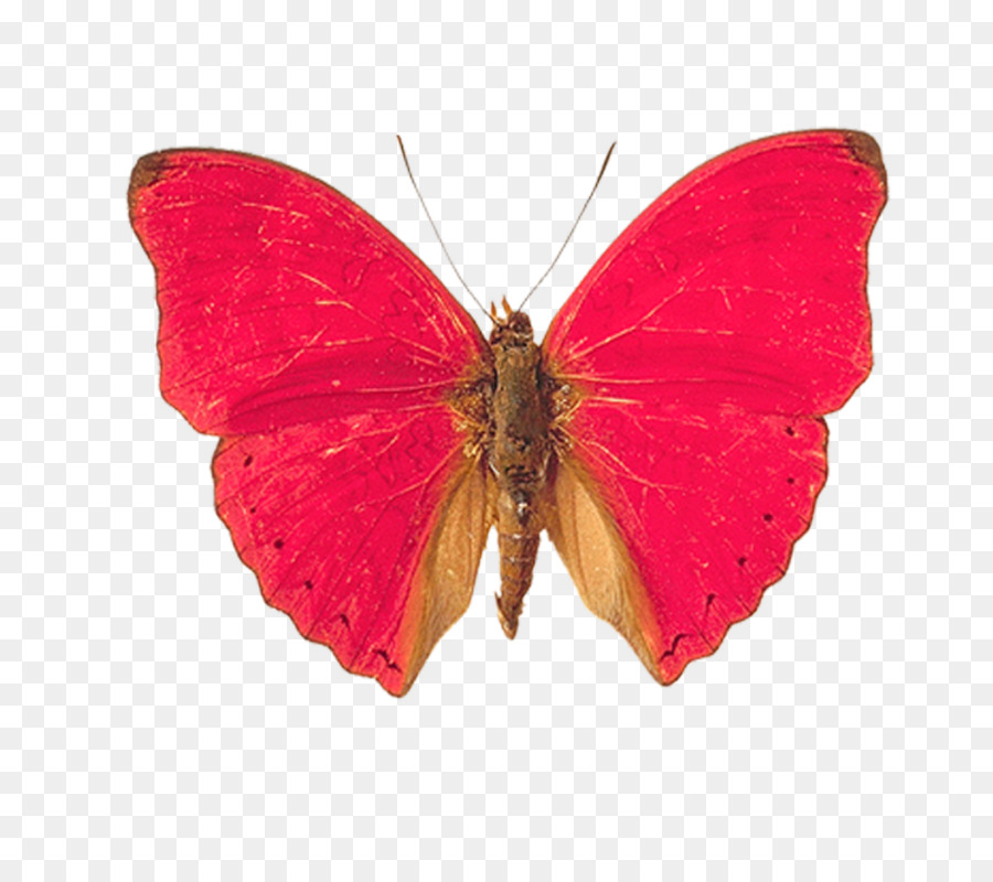 Mariposa Roja，Alas PNG