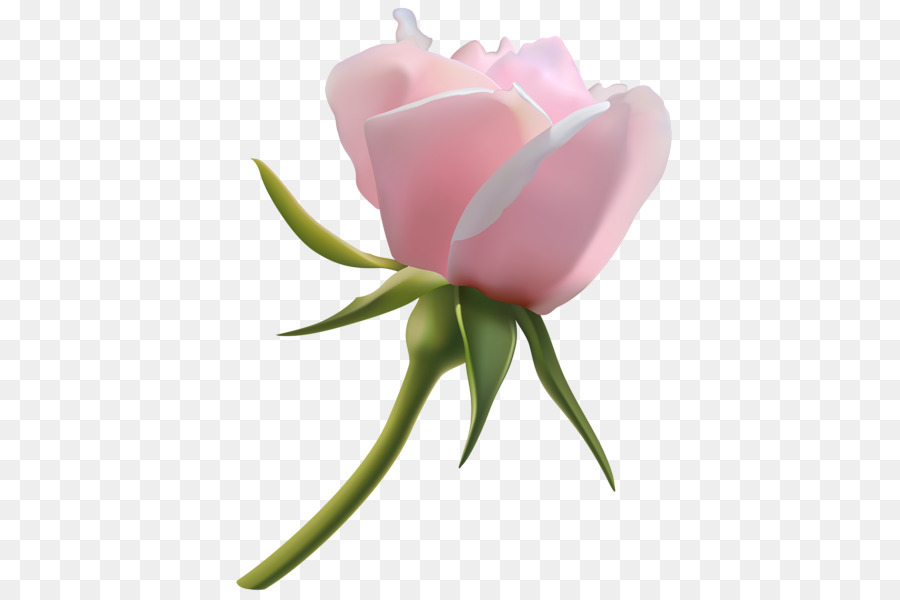 Rosa，Brote PNG