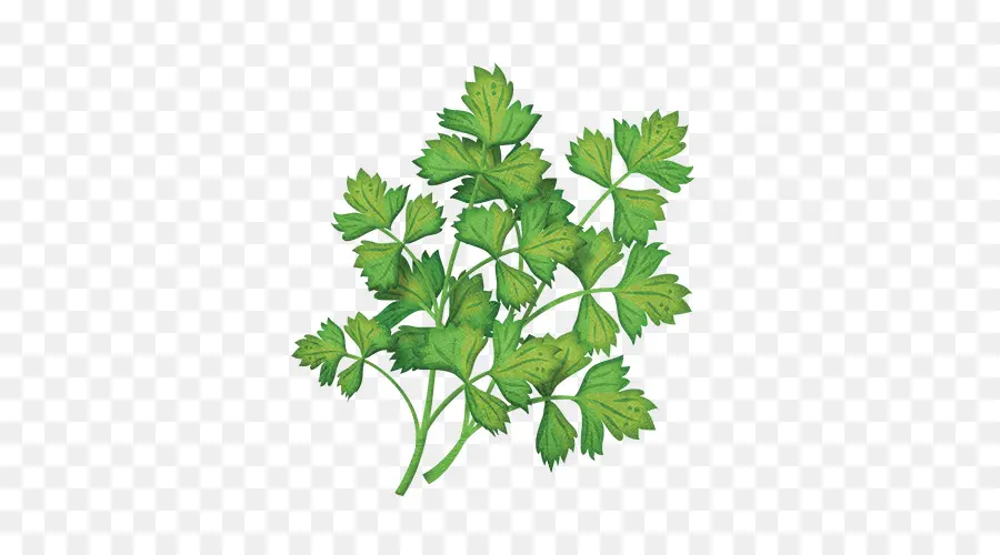 Perejil，Cilantro PNG