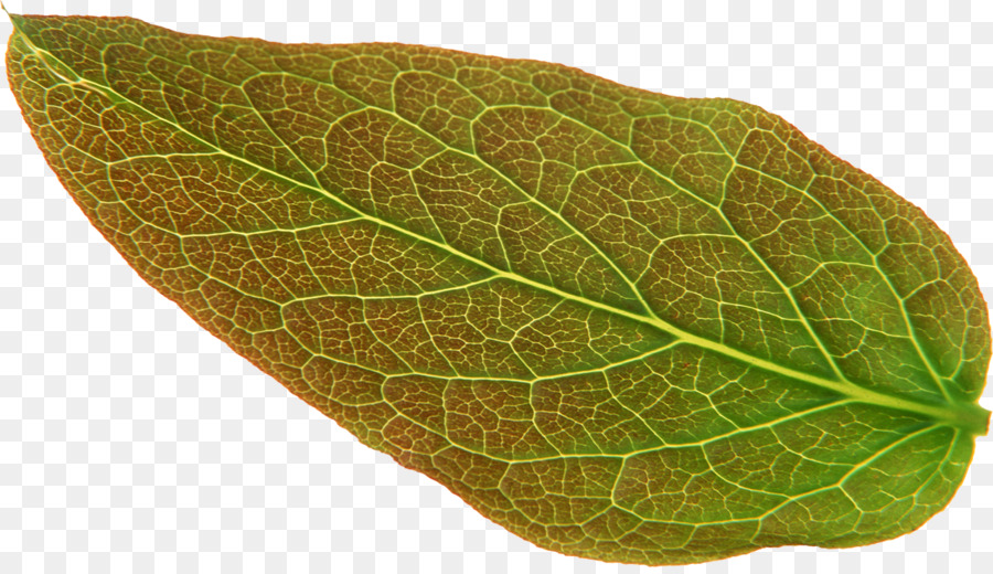 Hoja，Malus Spectabilis PNG