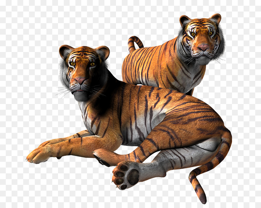 Tigres，Grandes Felinos PNG