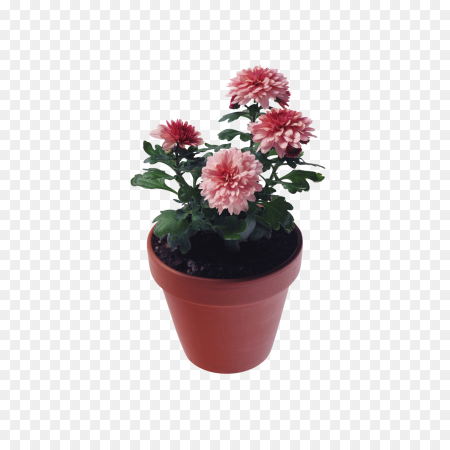 Chrysanthemum，Flower PNG
