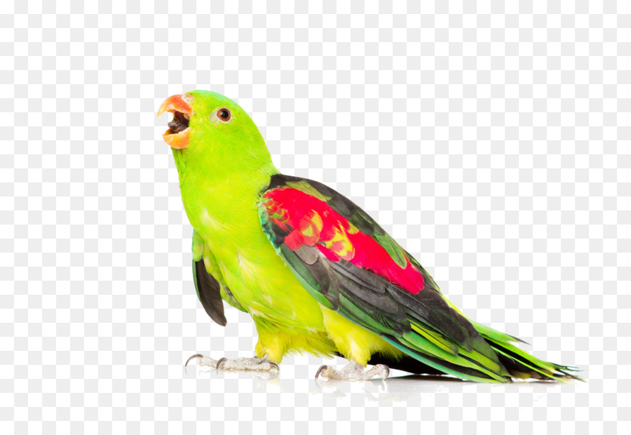 Pájaro，Perico PNG