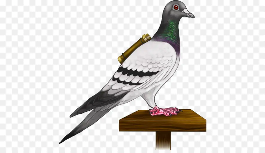 Homing Pigeon，Inglés Paloma Mensajera PNG