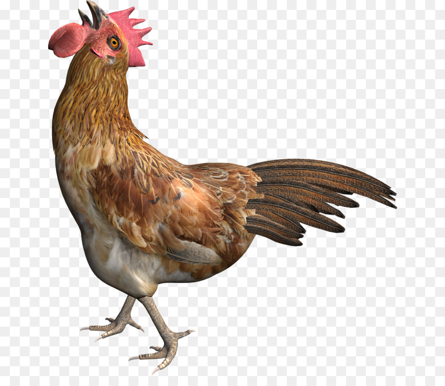 Pollo Marrón，Gallina PNG