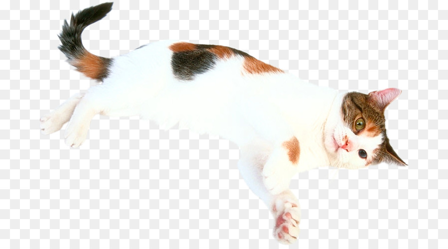 Gato，Gatito PNG