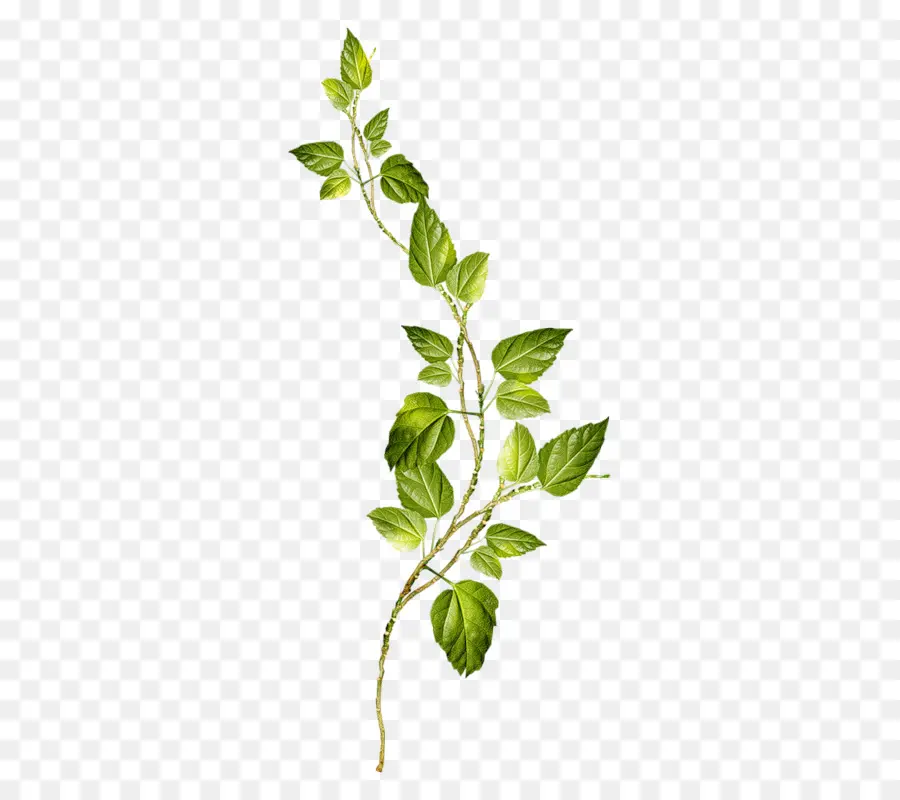 Chatarra，Flor PNG