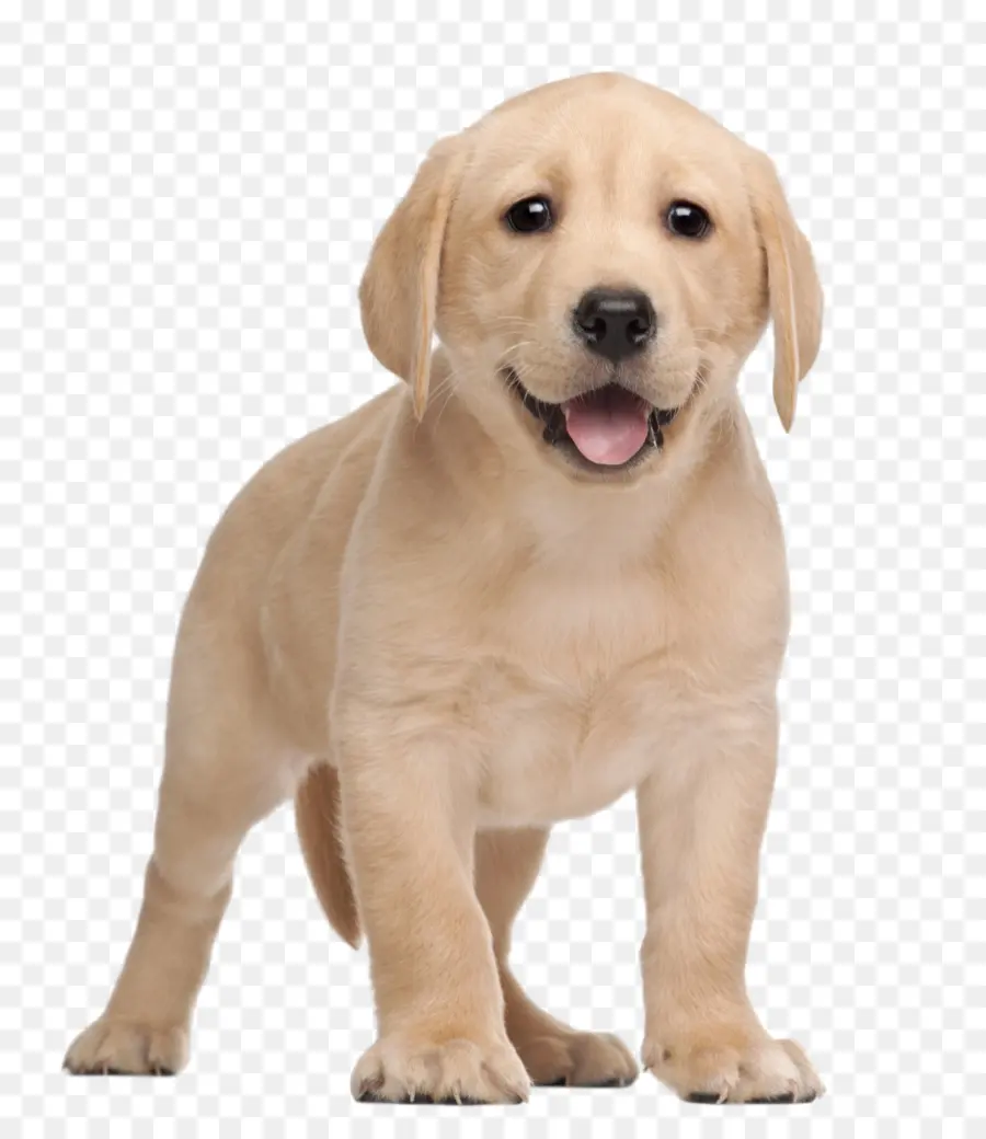 Labrador Retriever，Cachorro PNG