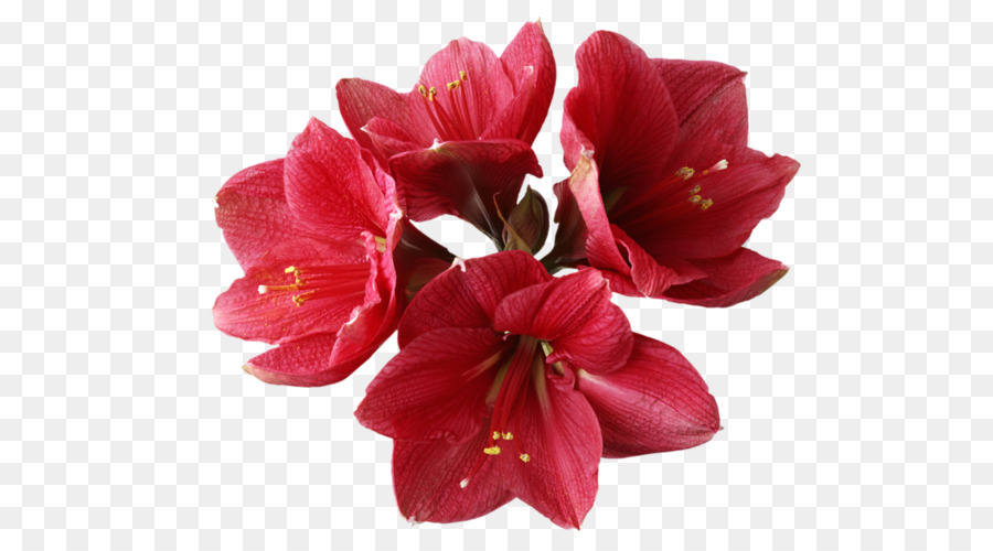 Las Orquídeas，Flor PNG