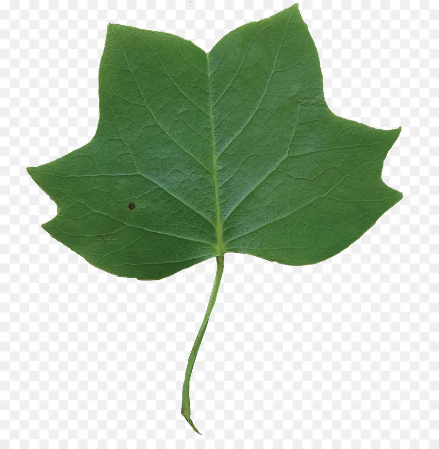 Hoja Verde，Planta PNG