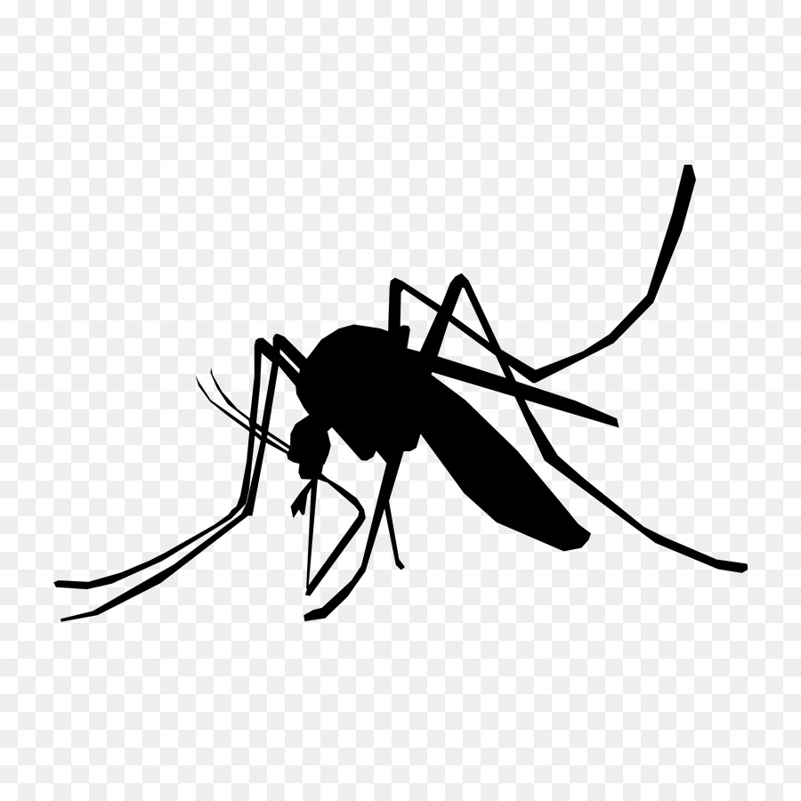 Mosquito，Bicho PNG