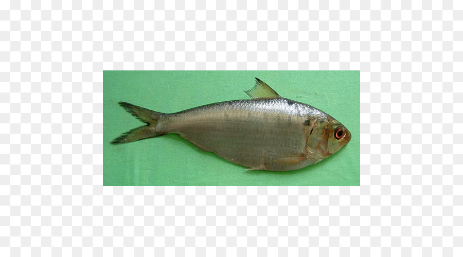 Sardina，Los Productos De Pescado PNG