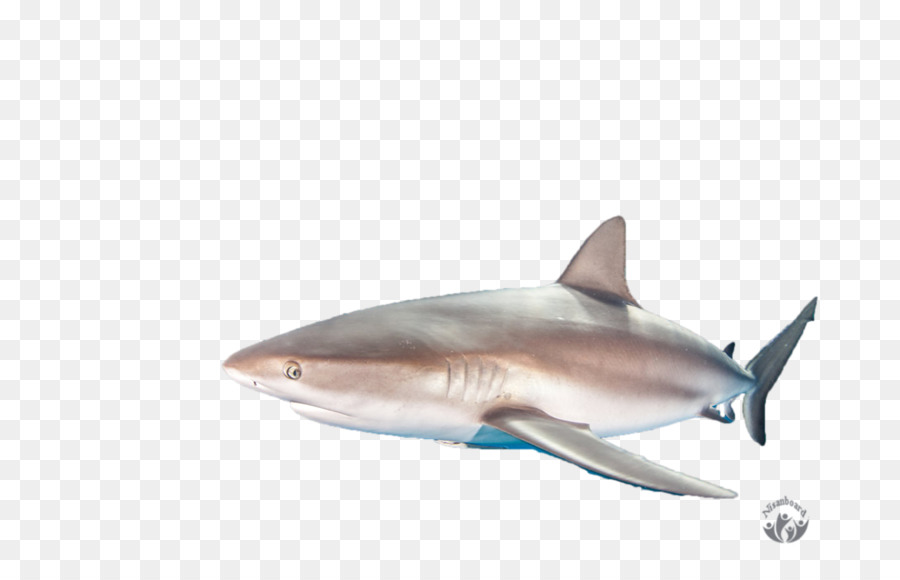 Tiburón Tigre，Gran Tiburón Blanco PNG