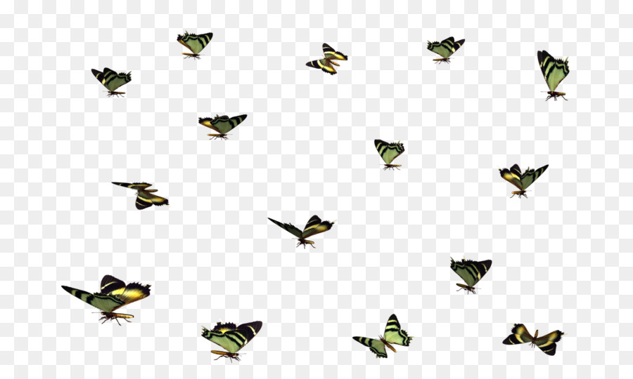 Mariposas，Vuelo PNG