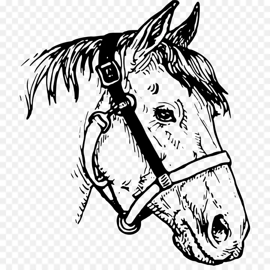 Cabeza De Caballo，Dibujo PNG