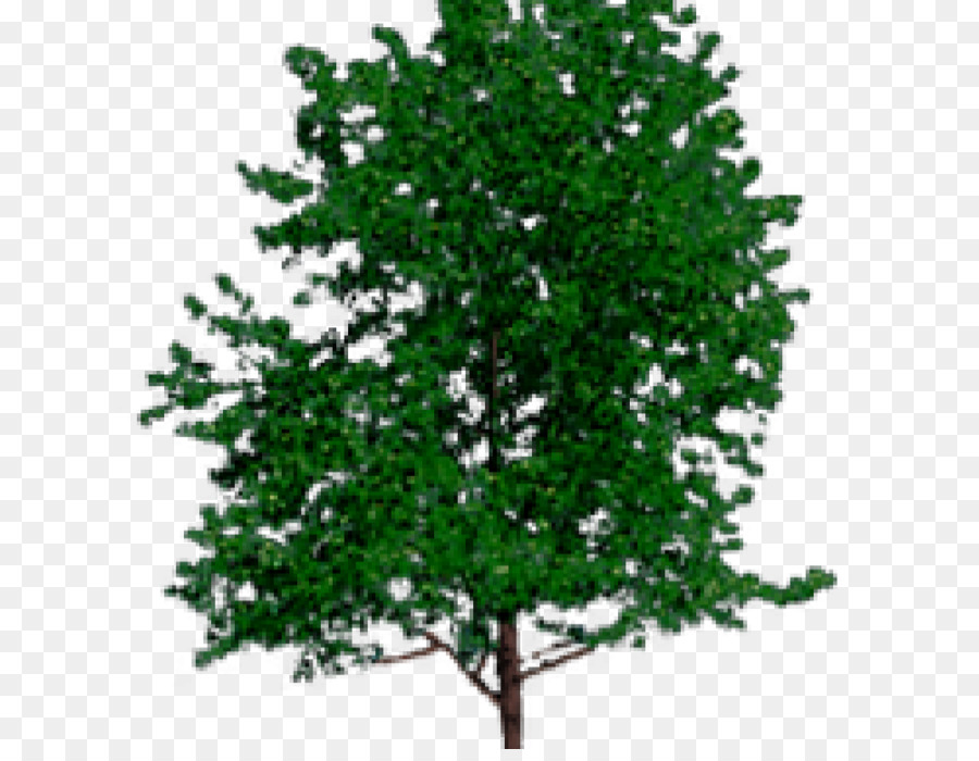 árbol Verde，Follaje PNG