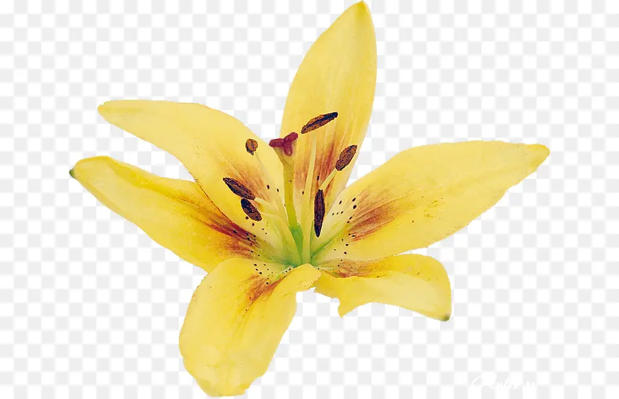 Lilium，Amarillo PNG