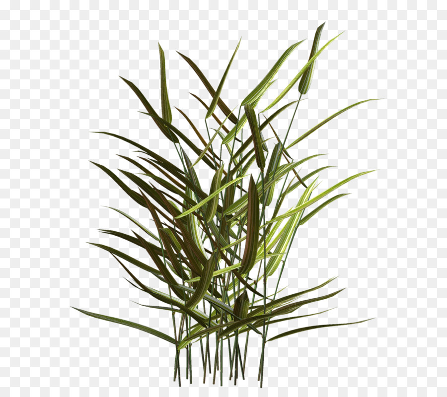 Dracaena，Planta PNG