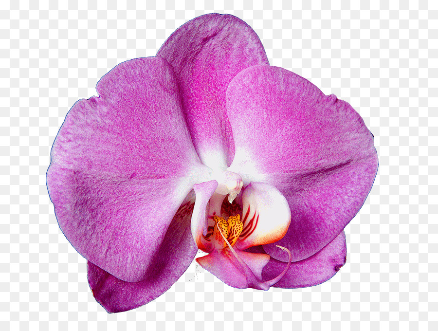 Las Orquídeas，Flor PNG