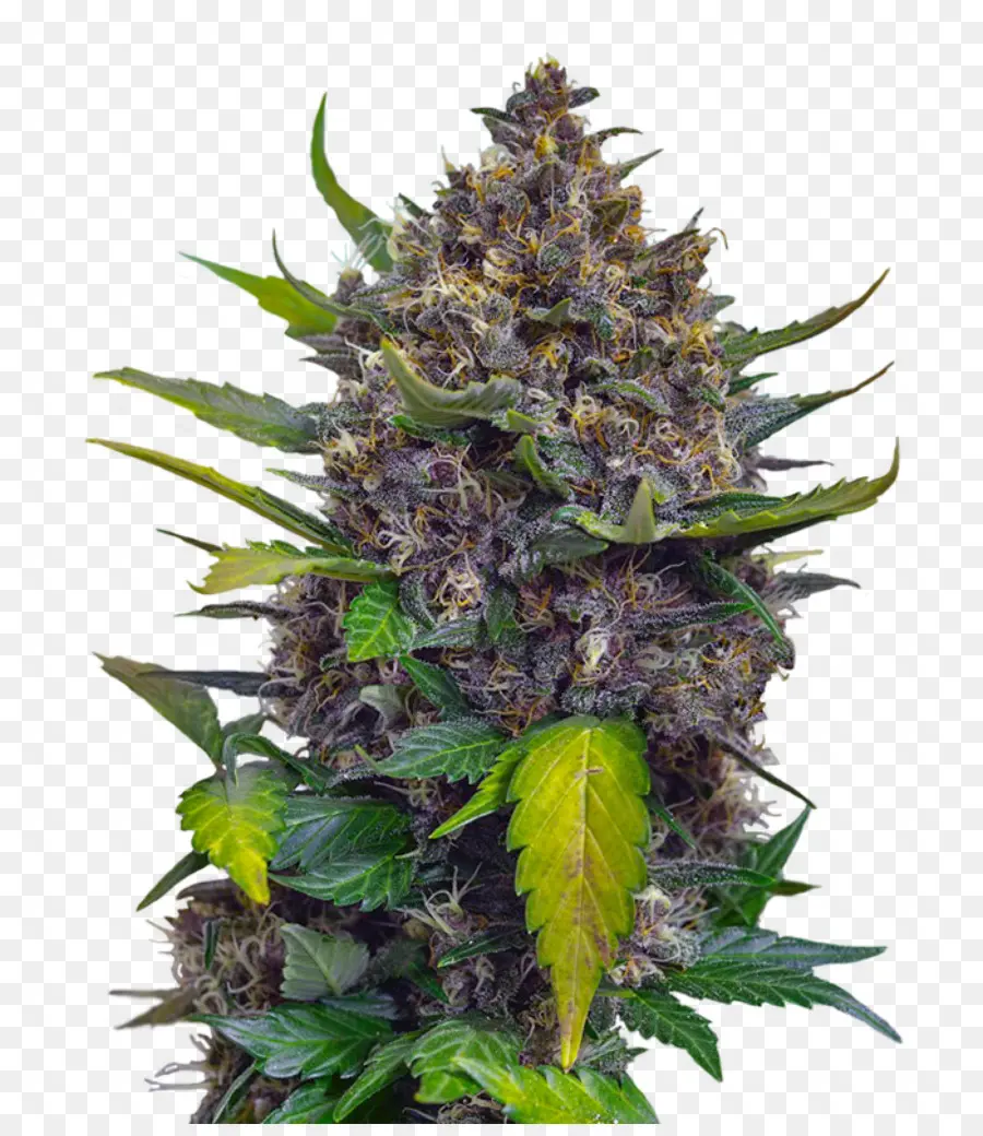 El Cannabis，Skunk PNG