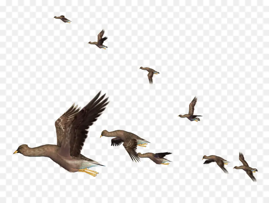 Pájaro，Vuelo PNG