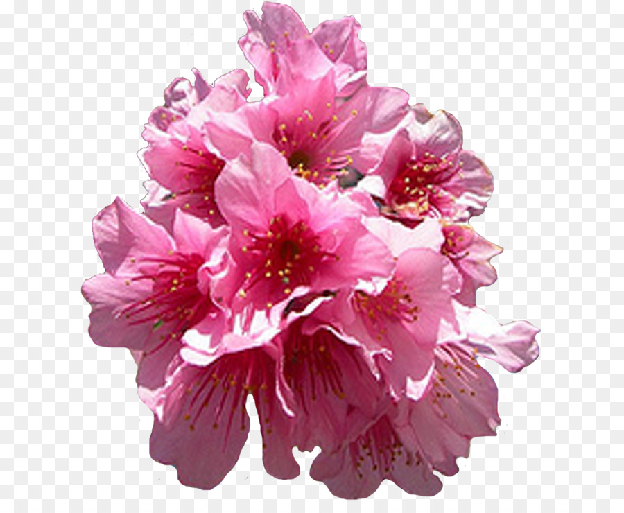 Flores Rosadas，Florecer PNG