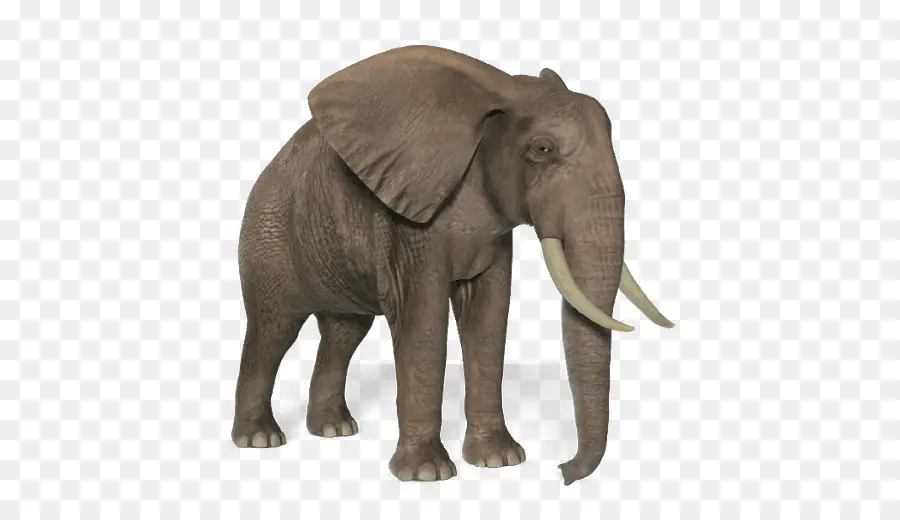 Elefante，Fauna PNG