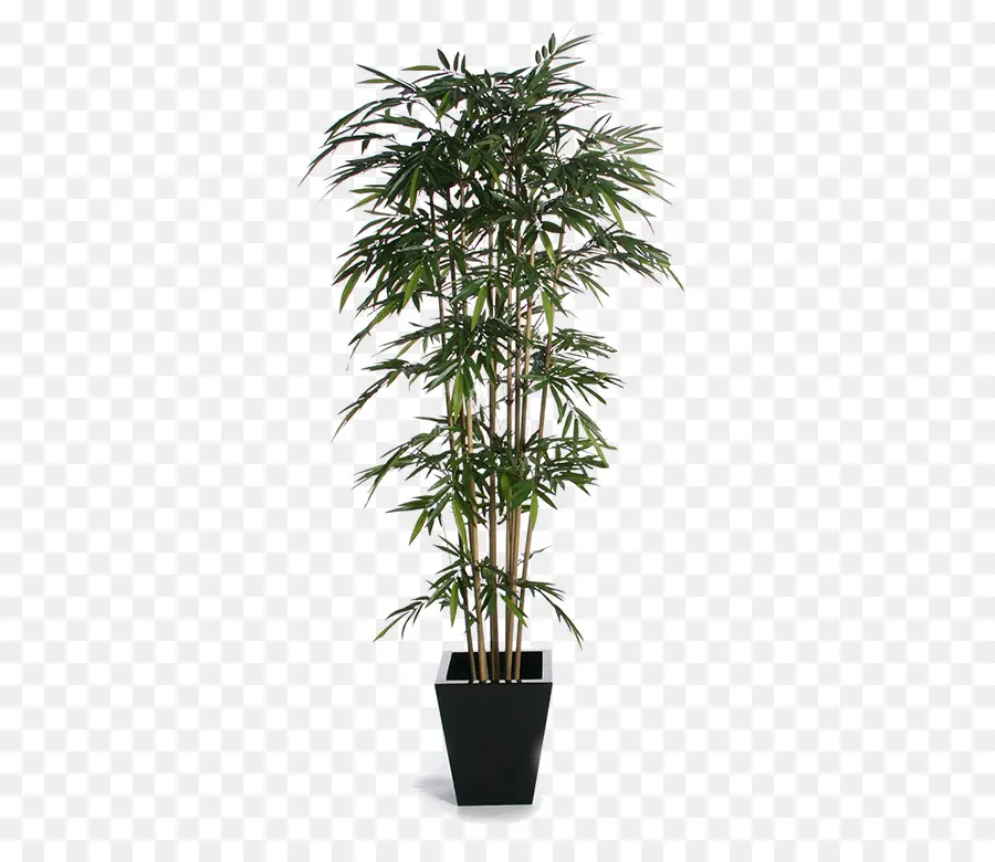 Las Plantas Las Plantas Y Más，Planta PNG