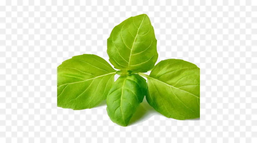 Hojas Verdes，Planta PNG