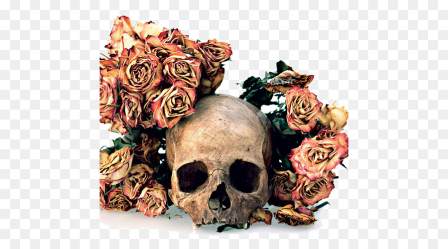 Cráneo，Flores Calaveras De Contactos PNG