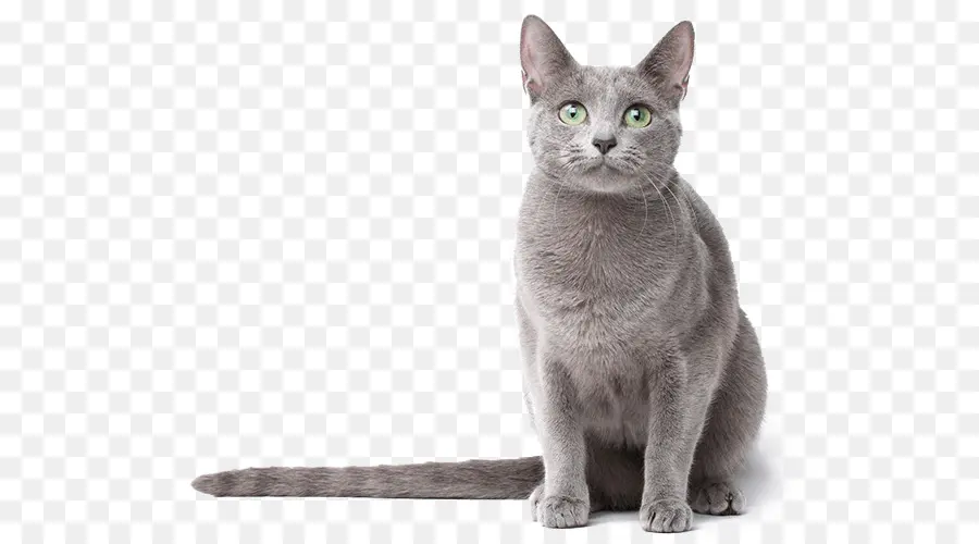 Gato Gris，Mascota PNG