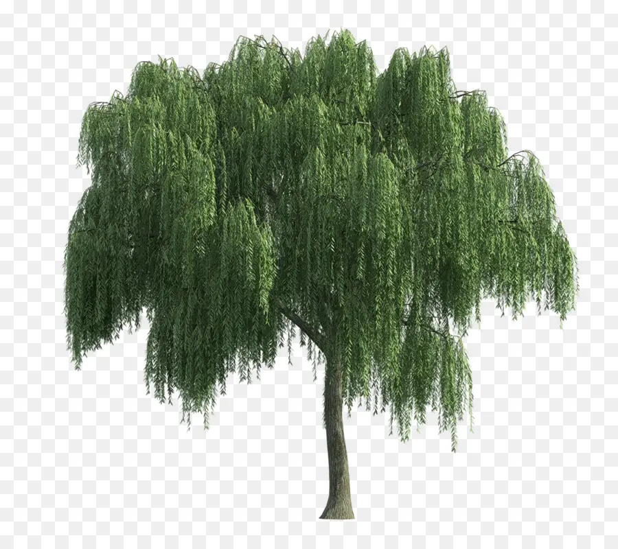 árbol，Sauce Llorón PNG