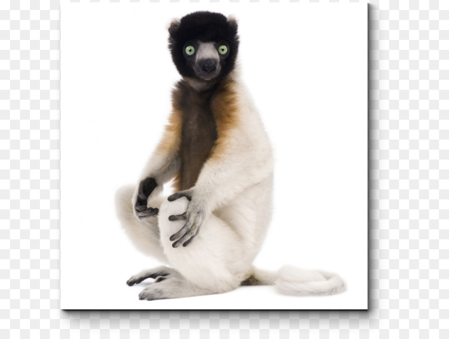 Lemur，Suricata PNG