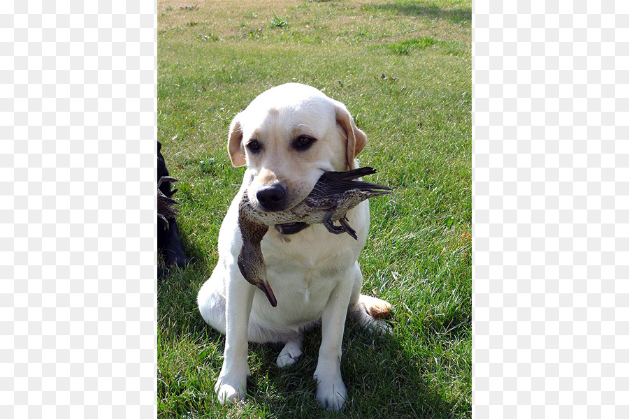 Labrador Retriever，Cachorro PNG