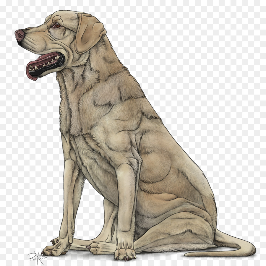 Raza De Perro，Labrador Retriever PNG