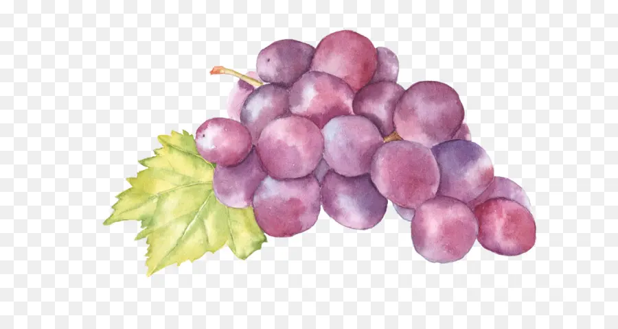 Uvas Moradas，Enredadera PNG