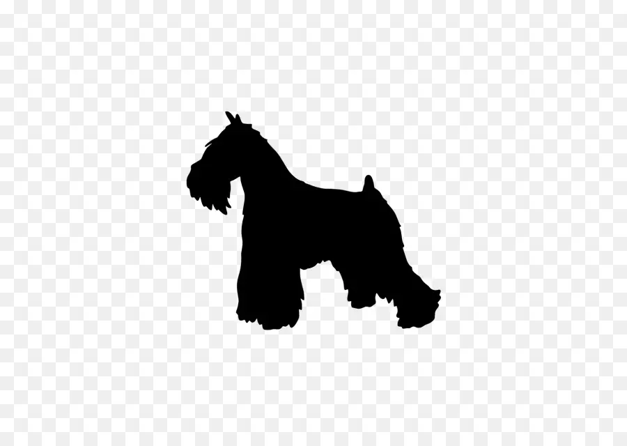 Schnauzer Miniatura，Scottish Terrier PNG