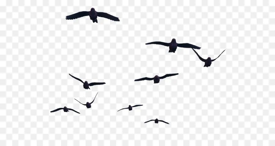 Pájaro，Las Aves En Vuelo PNG