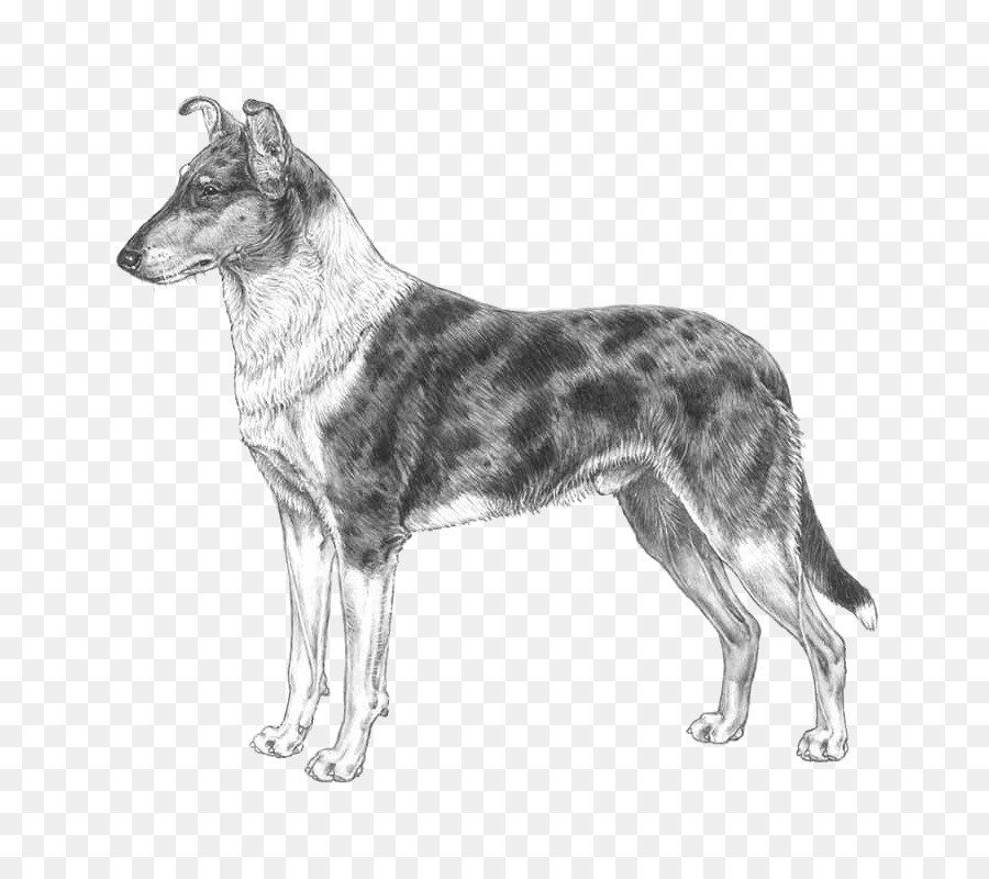 Perro，Canino PNG