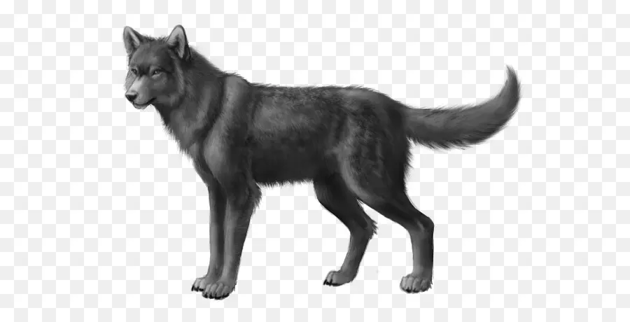 Perro，Lobo PNG