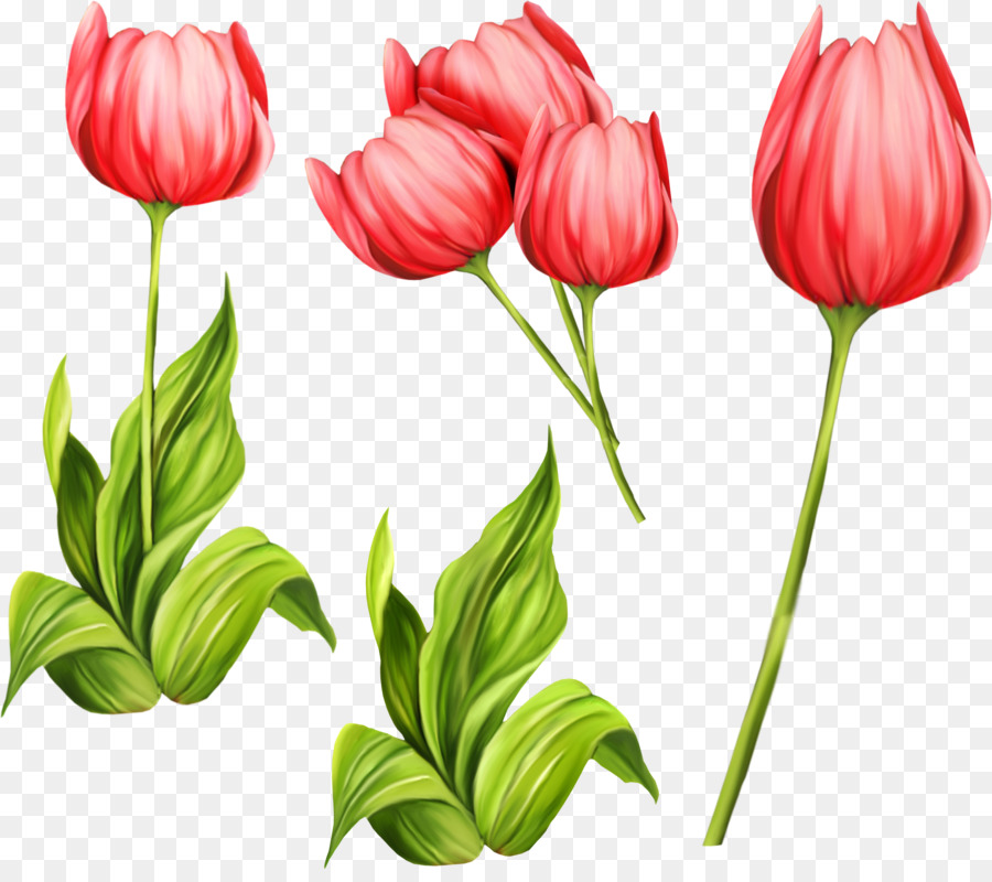 Tulip，Flor PNG