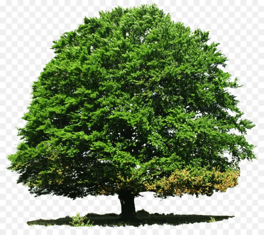 Árbol，Hojas PNG