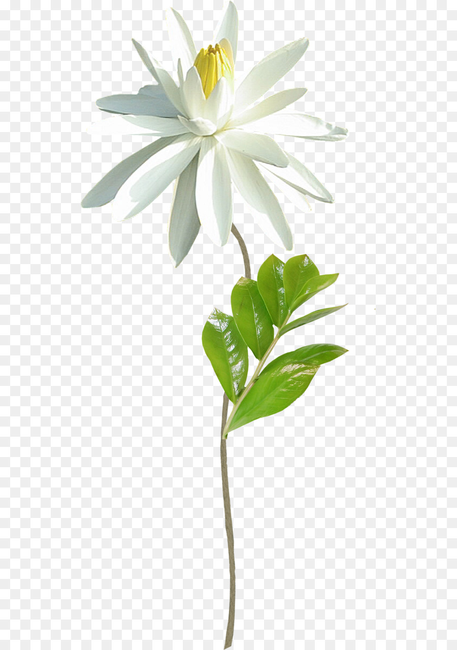 Flor，Fleur Blanche PNG