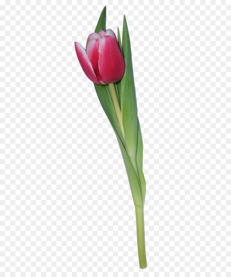 Tulip，Flor PNG